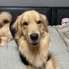 【再投稿】1歳と7ヶ月のゴールデンレトリバー サムネイル3