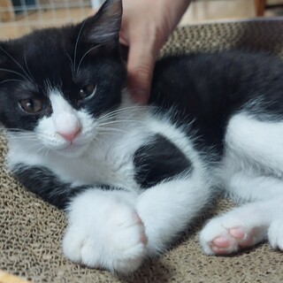 シェルター産まれ♡おっとり　りんちゃん♡