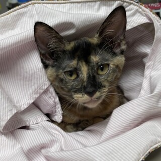 トライアル中。。とっても甘えん坊の女の子