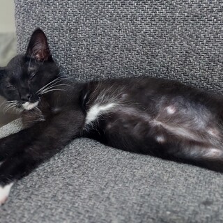 甘えん坊♡(おおたに)しょうへい