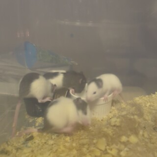 ファンシーラットベビー