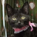 フワフワで人が大好き超甘え子ミリ姫