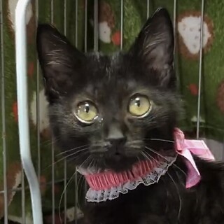 フワフワで人が大好き超甘え子ミリ姫
