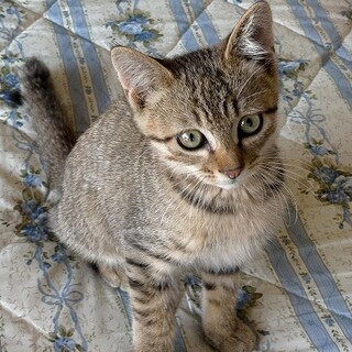  元気すぎるキジの男の子です。