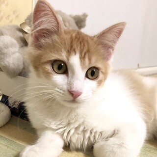 長毛系美しくて甘えん坊の茶白ガレ君