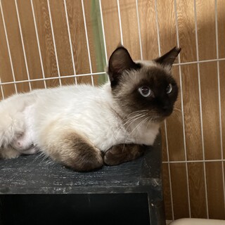 人も猫も大好き❤️