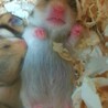 Gハムスターの赤ちゃん 一時中断 サムネイル4