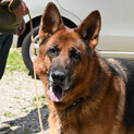 DUKE!
