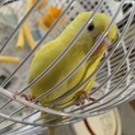 セキセイインコの里親募集