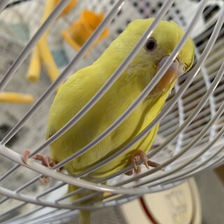 セキセイインコの里親募集