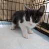 グレーのハチワレちゃん     あずき サムネイル2