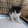 グレーのハチワレちゃん     あずき サムネイル3