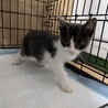 グレーのハチワレちゃん     あずき サムネイル4