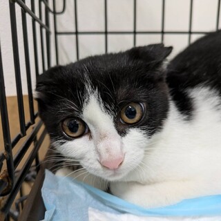 白黒ハチワレちゃん  きなこ