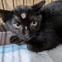 黒猫ちゃん    あんこ