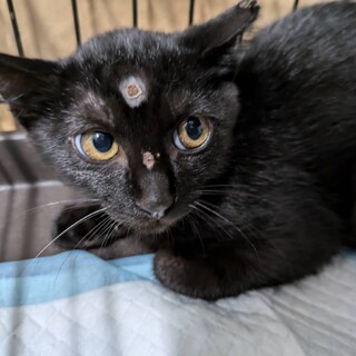 黒猫ちゃん    あんこ