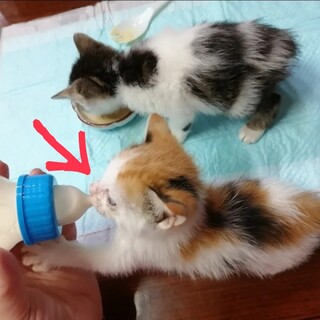 里親様決まりました！！