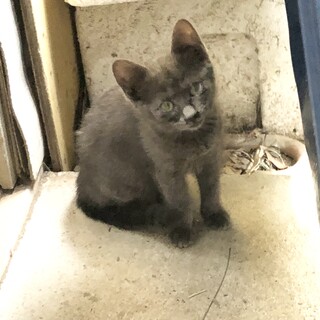 ブラックスモーク　子猫　2ヶ月半くらい