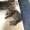 ブラックスモーク　子猫　2ヶ月半くらい サムネイル2