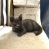 ブラックスモーク　子猫　2ヶ月半くらい サムネイル4