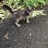 ブラックスモーク　子猫　2ヶ月半くらい サムネイル6