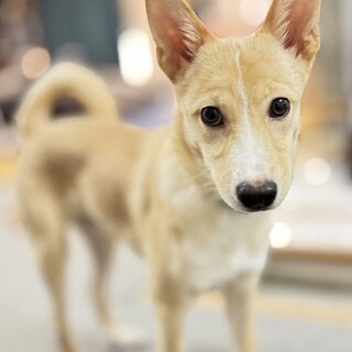 保健所からレスキュー！可愛いフィル君！