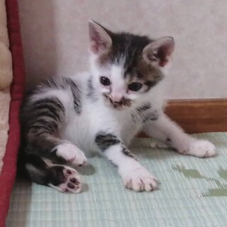 里親様決まりました！！