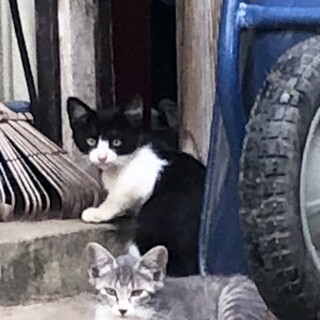 はちわれ　子猫2ヶ月半くらい