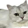 決定しました、ありがとうございました。 サムネイル3