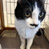 ◆おがわ◆チョビヒゲがキュート♡明るくおおらかさん サムネイル4