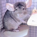 チンチラ 2歳 シナモン