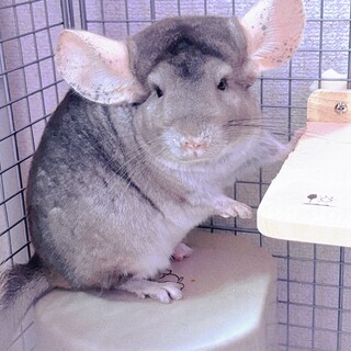 チンチラ 2歳 シナモン