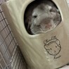 チンチラ 2歳 シナモン サムネイル2