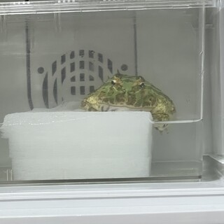 クラウンウェルツノガエル