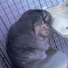 チンチラ 2歳 シナモン サムネイル3