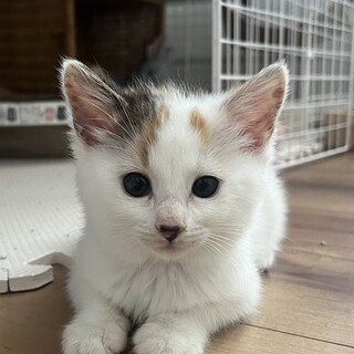 お目目も尻尾も小さい可愛い白三毛さん