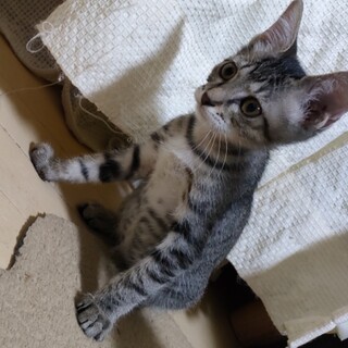 生まれながらのアイドル？！クリクリお目々の『みね』