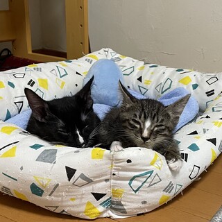 黒猫キジトラ兄弟　子猫里親募集！
