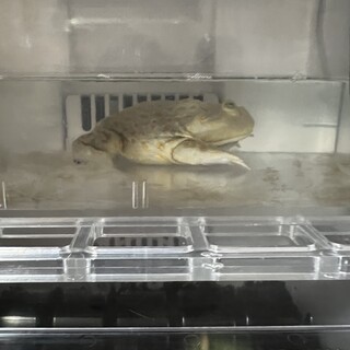 バジェッドガエル(オス)