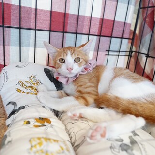 遊び上手なイケメン仔猫茶白の元くん