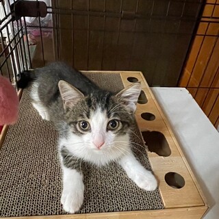 小顔の美少年♡末っ子のマウくん