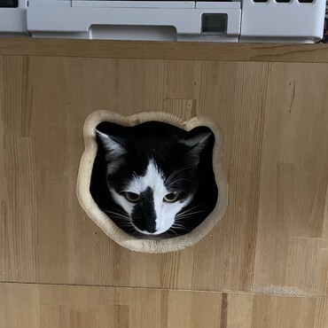猫かくれんぼボックス、改良版。もとは故ユズコさんが若猫の頃に作ったもの。改良し大きい（お尻の）猫でも入れる様にしました。