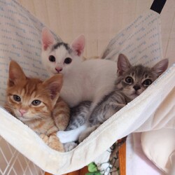 ねこのWa猫譲渡会〜静岡市葵区