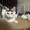 ３ヶ月子猫白黒女の子 サムネイル4