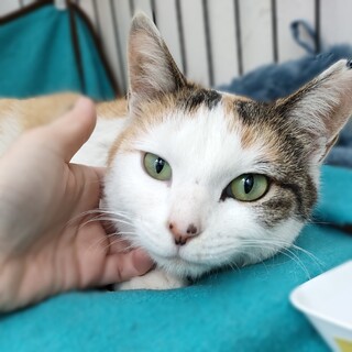 動物病院の保護猫・甘えたでおとなしい三毛さん