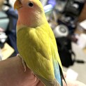 コザクラインコ 2羽 6月生まれ