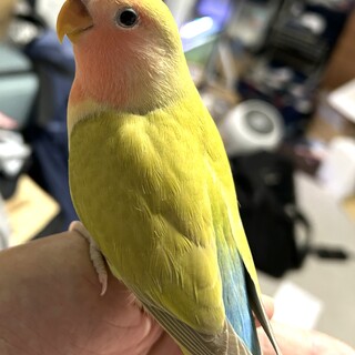 コザクラインコ 2羽 6月生まれ