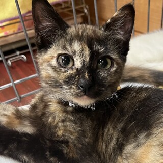 里親決定。サビ猫ミナちゃん