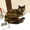 人が大好き。甘えん坊のサビ猫ちゃん サムネイル6