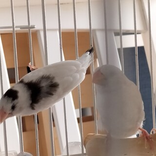 十姉妹ジュウシマツと錦華鳥